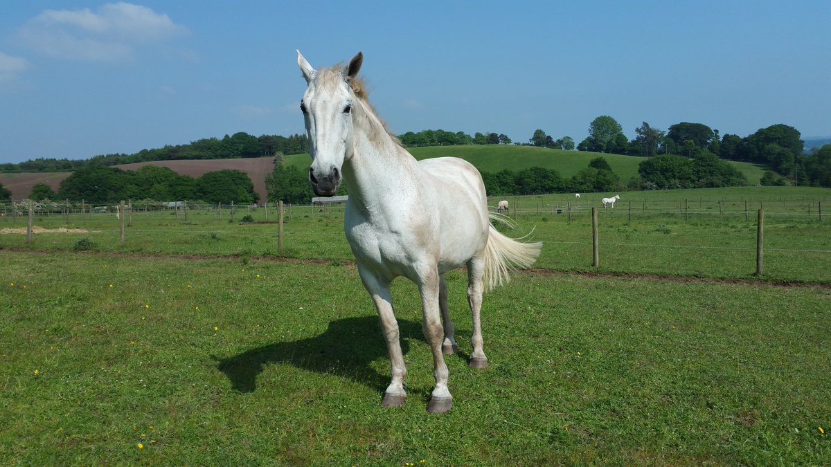 Equestrian Requisites (equinerequisite) Twitter