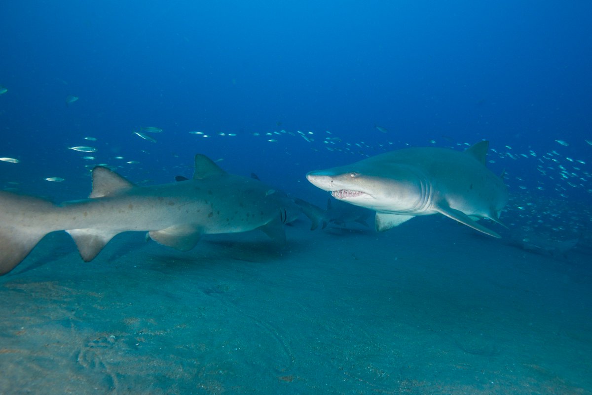 ABPaxton's tweet photo. Big few weeks for sand tiger sharks! Our team is launching our citizen-science program THIS WEEK and starting ROV surveys of sand tigers on shipwrecks NEXT WEEK! Stay tuned for more. 📷 @johnmccord https://t.co/bS2bafyrLT