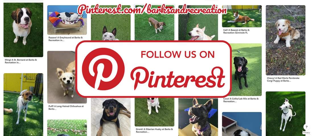 Barks &amp; Recreation is now on Pinterest! You can follow us at: pinterest.com/barksandrecrea… to see all of the cute Bark Squad Dogs and other cool ideas we will be pinning from now on!