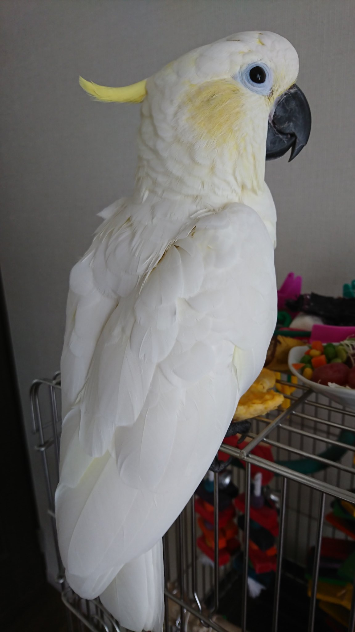 Eriko ｺﾊﾞﾀﾝ Lily このブログでは 一見すると似ている コバタンとキバタンの 譲渡の際の相違点も 説明しています 種の保存法の 法的罰則も発生するので 注意が必要です 左は サイテス2