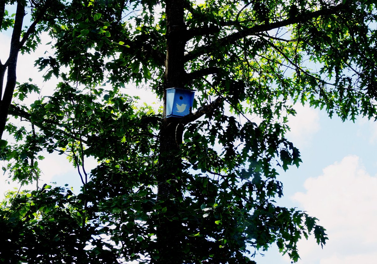 BizzyBernhard's tweet image. I'M ON A NEW LEVEL 🐦🐦🐦