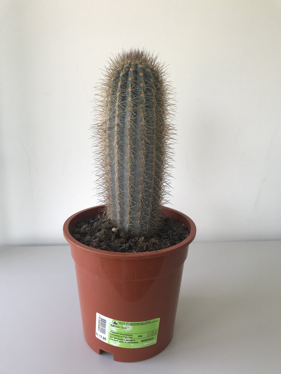 stellar_stone's tweet photo. Liebe @migros, ihr verkauft Kakteen wo weder draufsteht was es für einer ist, noch die Verkäuferin diese Frage beantworten kann. There is room for improvement... https://t.co/yYM9BAFsl7