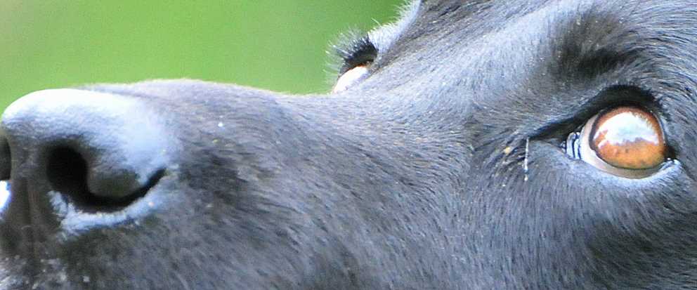 Did you know ... contrary to popular opinion, dogs are not color blind. Check out these other duck dog facts via <a href="/DucksUnlimited/">Ducks Unlimited</a> ow.ly/glZp30k1SKz #sportingdogspringtraining #waterfowlwednesday