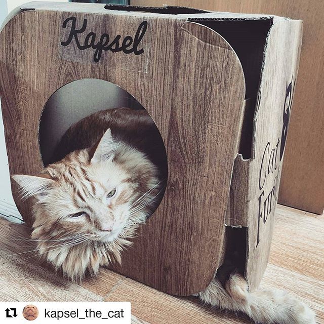 CatFurNature's tweet photo. From @kapsel_the_cat
・・・
#catlovers #kapsel #cats #catnip #catsofinsta #catsofworld #catsoftheworld #catsofinstagram #bestmeow #bestcatsofinsta #purrfect #persiancat  #meowdel #mainecoon #tabby #turkishangoracat #gingertabby #orangecat #orangetabby #… https://t.co/Kob4o1iKdh https://t.co/fi4301tSCJ