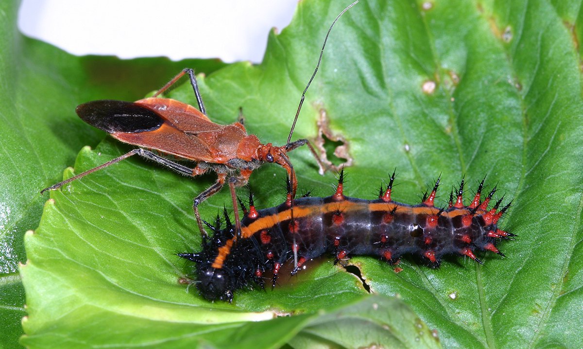 サシガメの英名はassassin bugという。アサシンは暗殺者と意味で、獲物にひた迫って捕食するサシガメの生態を言い表しているものと思われる。写真はツマグロヒョウモンの幼虫を捕食するアカサシガメさんで、獲物は口吻を刺された瞬間から抵抗どころか何の身動きも取れ  ...