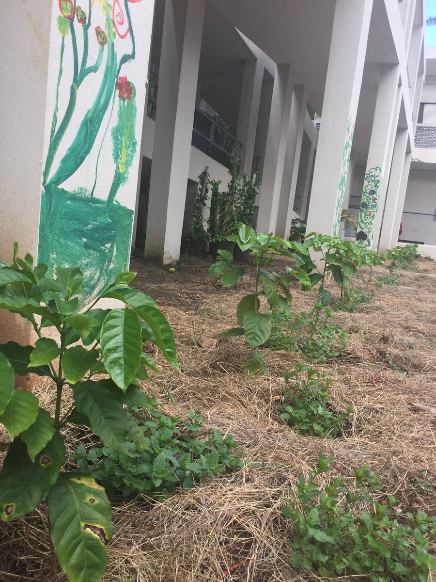 shegrows2's tweet image. Cafe y menta in our Community Garden.