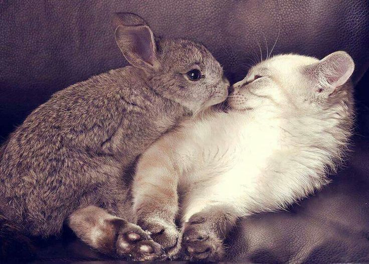 Honey06_13's tweet photo. "Attack!"
#Jungkook #Yoongi #Yoonkook #BunnyAttack #BunnyHugsAndKisses #SoSoft #Cuddly #Fluffy #BunnyAndKitten https://t.co/spgiNS7iAp