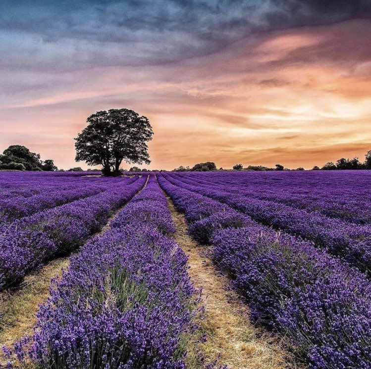 FreolicLingerie's tweet photo. London’s incredible Lavender field reopens for Summer this Friday 💜#inspiration #freolicworld #weekendideas https://t.co/7KIhxMsseA
