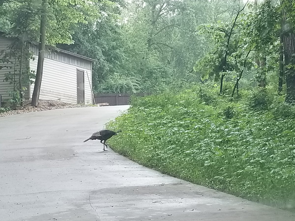 Hartmanreserve's tweet photo. Look who was wandering near the Nature Center this morning! #keykey https://t.co/UmwC0mFJ28