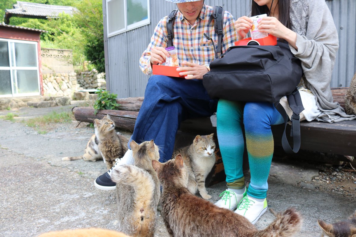 猫の島　青島 tweet media