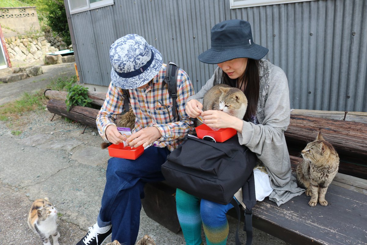 猫の島　青島 tweet media