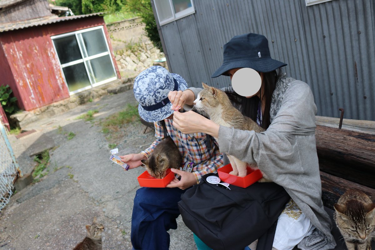 朝のエサ場です。 観光客が猫たちの為に「ご飯」と「ご馳走」をもってきました。 猫たちは美味しそうに食べています。 ameblo.jp/catsisland/ent…