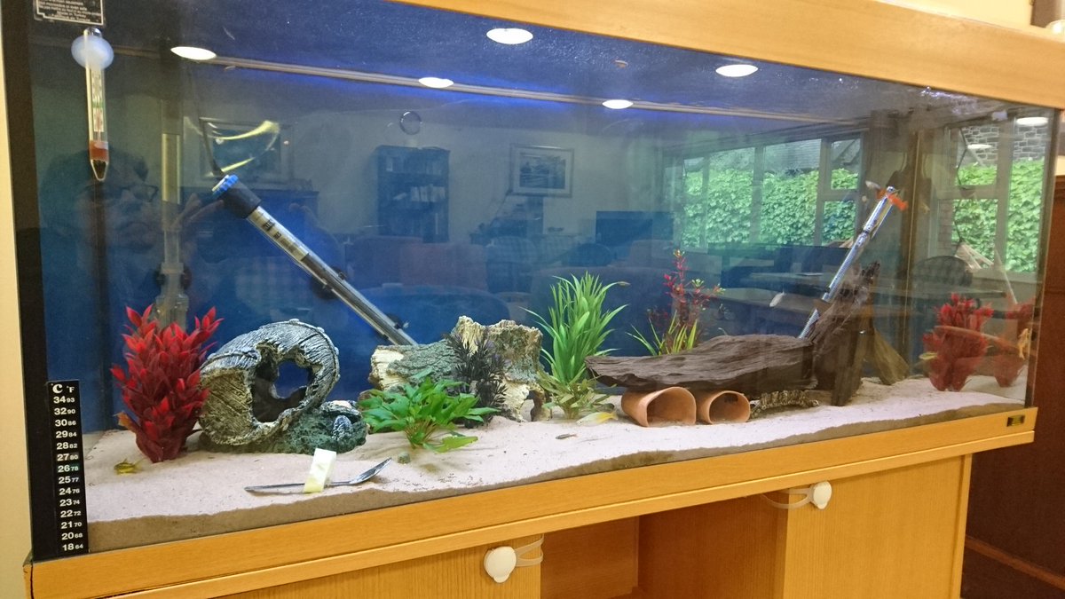 StJohnsCourt_AT's tweet photo. Our beautuful new #aquarium @StJohnsCourt_AT #percymain #calm #tranquil #peaceful https://t.co/4AIU1JNRrB