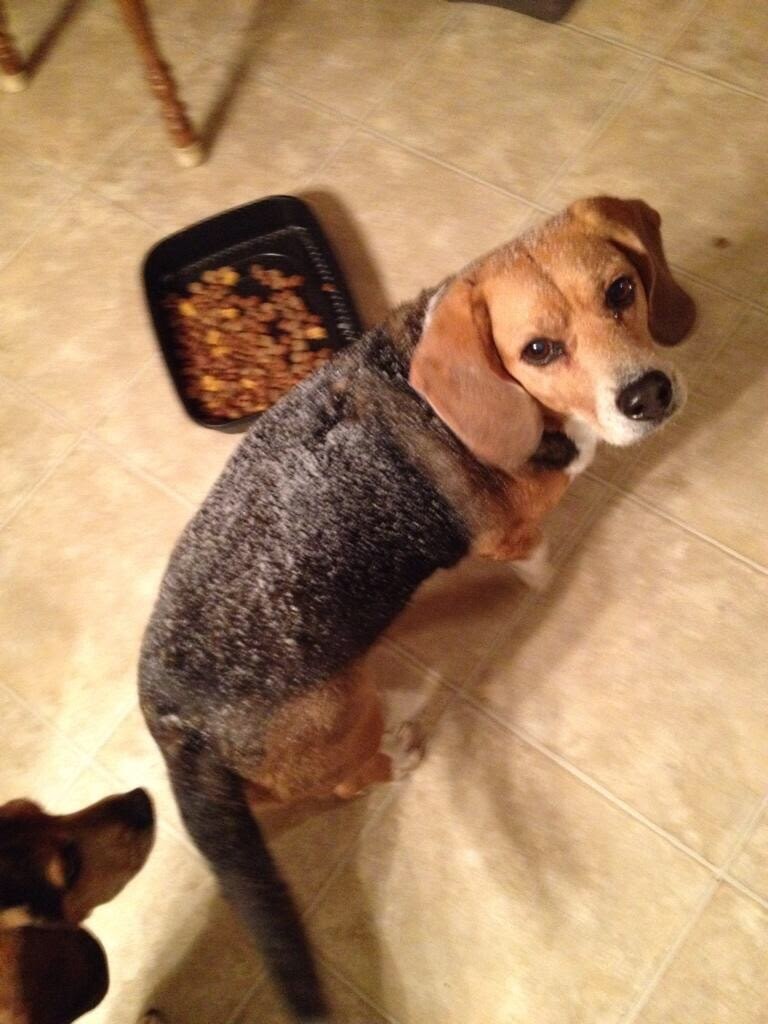 DawgPoundHound's tweet photo. #ImAnExpertAt missing my #DunkinGoNuts #RIP #RainbowBridge π’π’ https://t.co/v86k4PDQyw