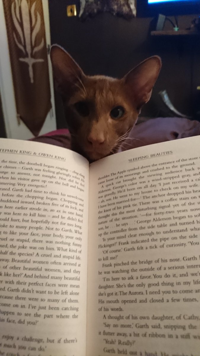 Maxine_Yvette_'s tweet photo. My cat wants my attention. Time to put down @StephenKing &amp; Owen King's #SleepingBeauties. How can I resist that face #fusspot #orientalshorthair #furbaby #reading https://t.co/4kRuLNCL8G