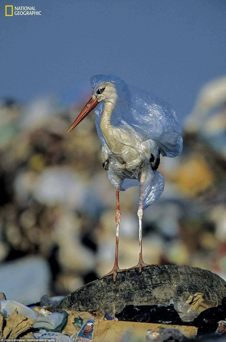 theoceanrace's tweet photo. "Of all the photographs that I’ve taken in over two decades as a professional wildlife photographer, there is one that has attracted the most attention – a hapless stork trapped in a plastic bag."

– nature photographer John Cancalosi https://t.co/DHd2tuwbyd