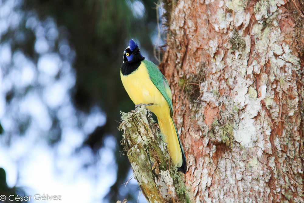 DestColombie's tweet image. Top 3 des lieux les plus fous pour faire de l’écotourisme en Colombie ! destination-colombie.fr/nature/ecotour…