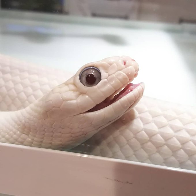 テキサスラットスネークのtwitterイラスト検索結果 古い順