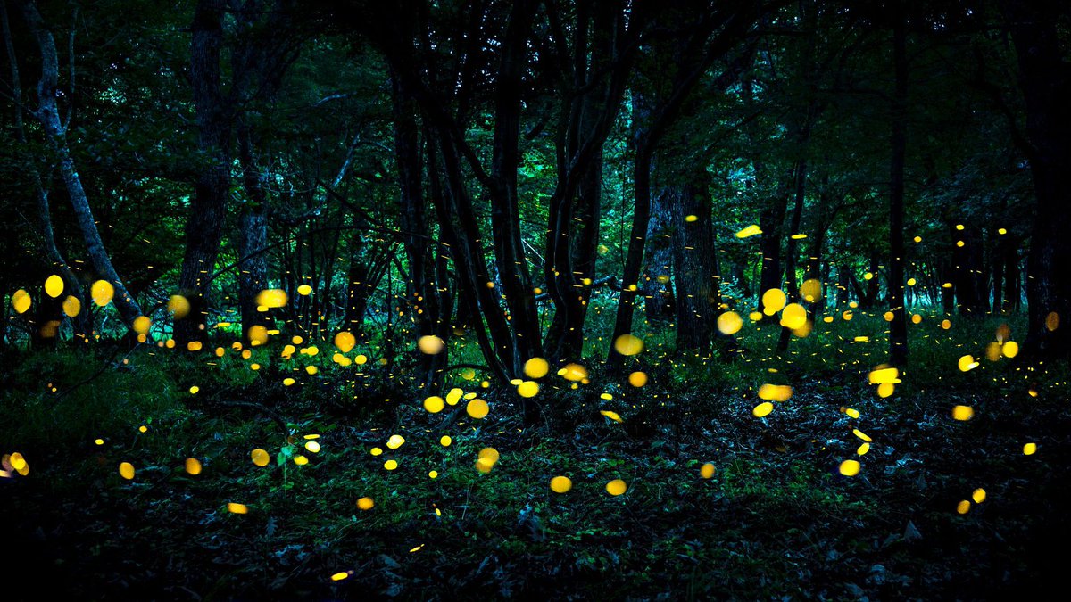 #Bioluminescence La nature éclaire la science goo.gl/XD6gts via @LExpress