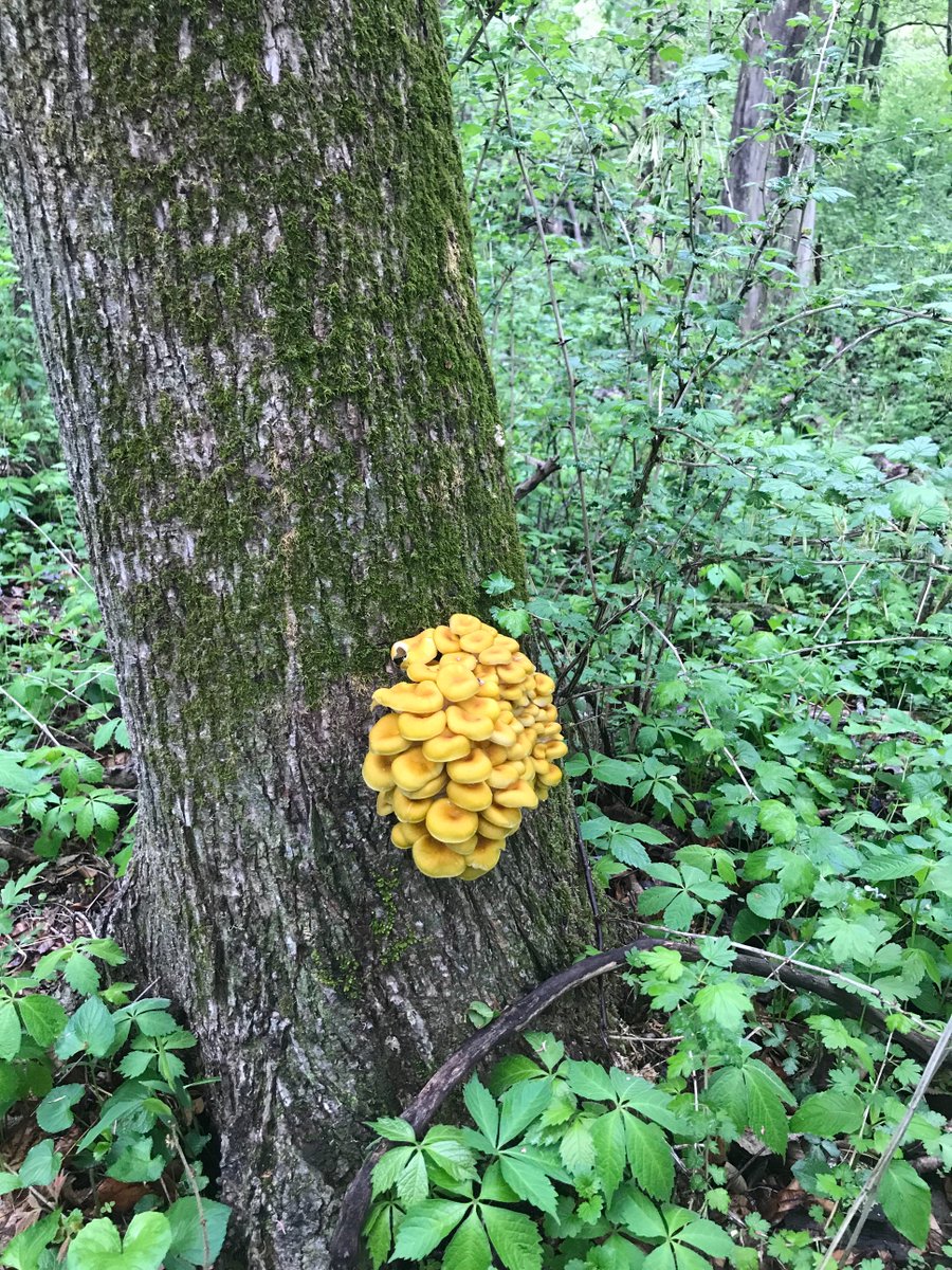 RyanDol33148299's tweet photo. Mushroom hunting. https://t.co/sb7JVx4JlN