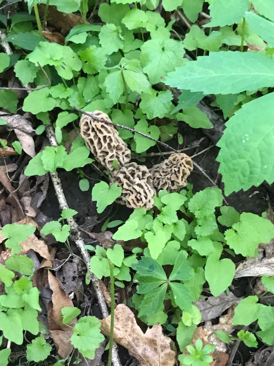 RyanDol33148299's tweet photo. Mushroom hunting. https://t.co/sb7JVx4JlN