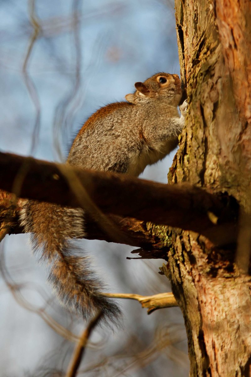 royal_forestry's tweet photo. Counting the cost of controlling #greysquirrels in oak plantations: £10,000 a year in 172ha. New case study now available https://t.co/g5tO5Qe0Eh #resilientwoodland #greysquirrelcontrol @SquirrelAccord https://t.co/i72JWjougQ