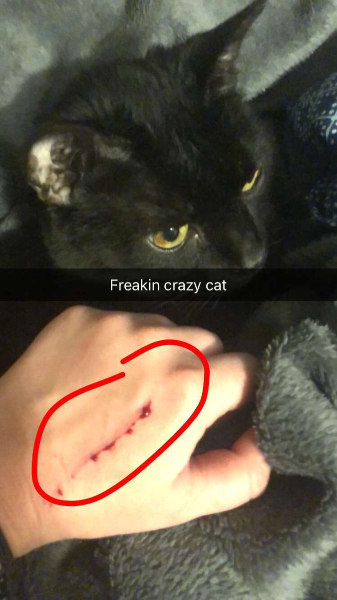 ckemp_'s tweet photo. @warner_dallas I think this happened last night because you told me cats don’t like me https://t.co/ltpDVCZDbq
