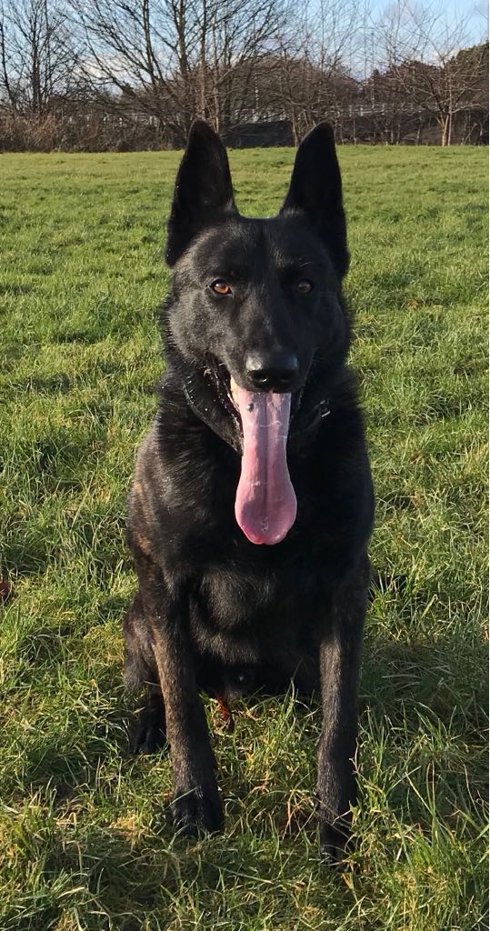 PSOSDogs's tweet photo. #PDJuno assisted officers in @CumbernauldPol area this morning. Juno was tracking and his handler shouted in the direction of travel which helped local officers locate the car thieves. #ThreeForTheJail #TeamWorkMakesTheDreamWork https://t.co/hMf7pFzjjJ