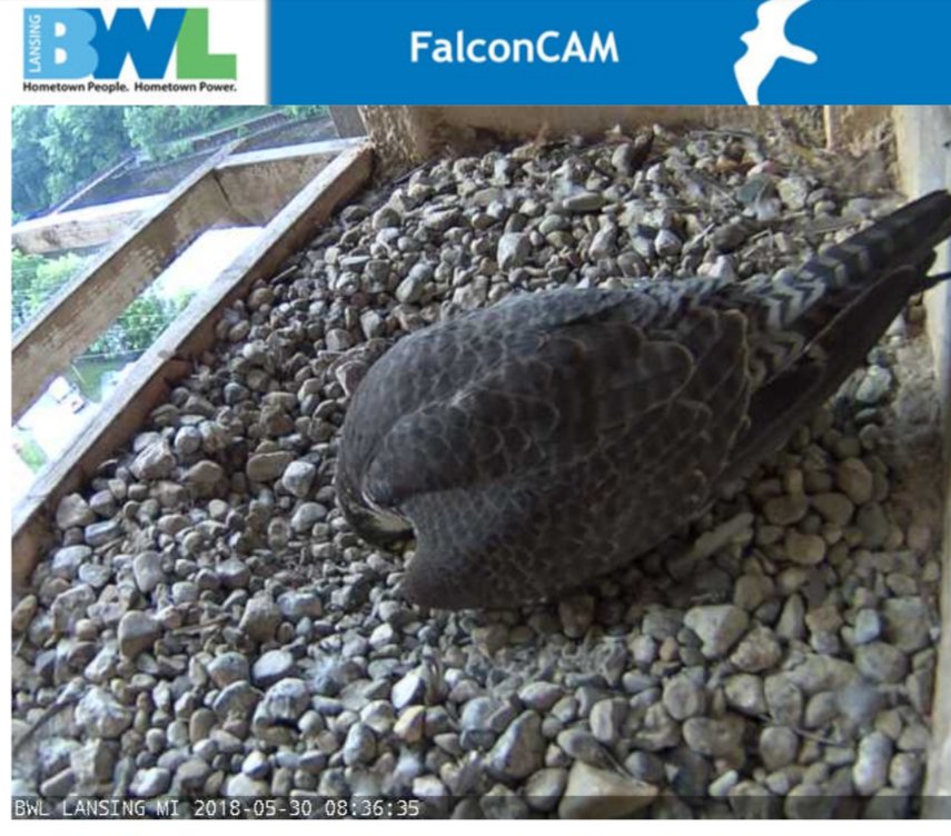 BWLComm's tweet photo. FINGERS CROSSED! Any day now
we should hopefully see our peregrine falcon eggs hatching! Who else is
watching?! https://t.co/4TbgfisZmF