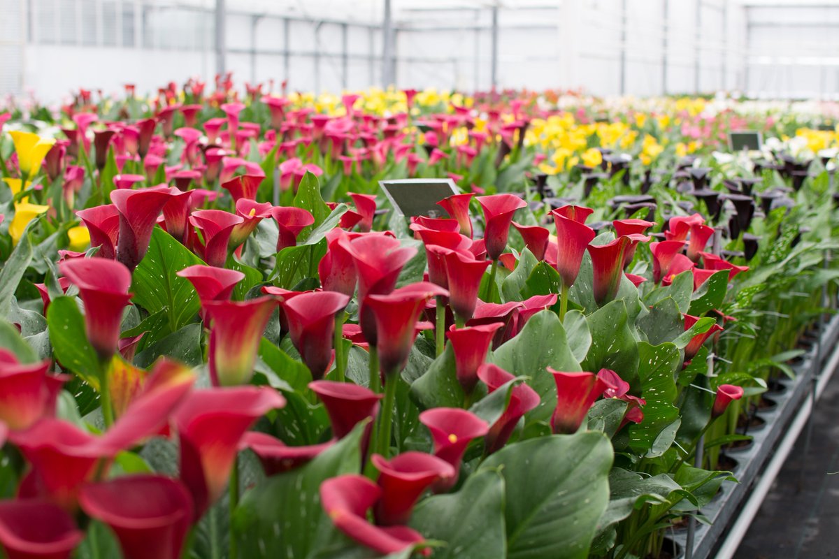 You're invited to visit our show greenhouse during the Captain Calla Days! kapiteyn.nl/en/news/invita… #captaincalla #kapiteyn #calla #zantedeschia