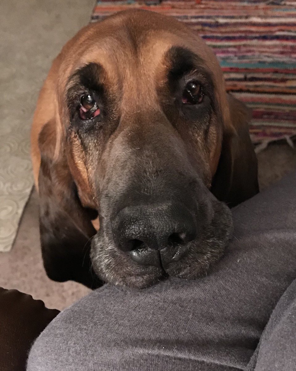 pineapple03's tweet image. Someone wants to go on a walk this morning 
#WednesdayWisdom #dogsoftwitter #love #puppylove