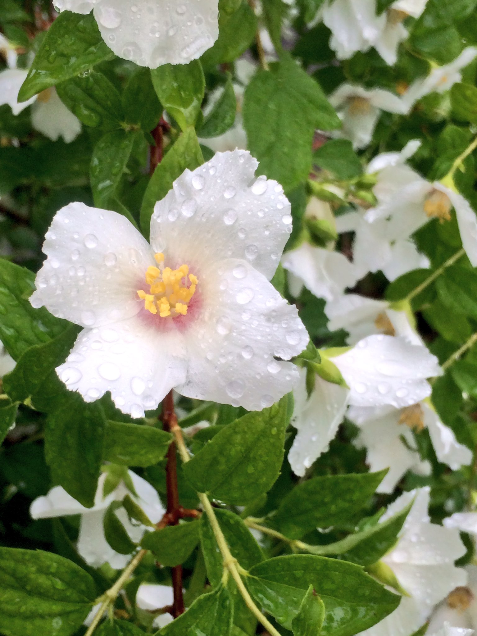 ベルエトワール Twitter Search Twitter