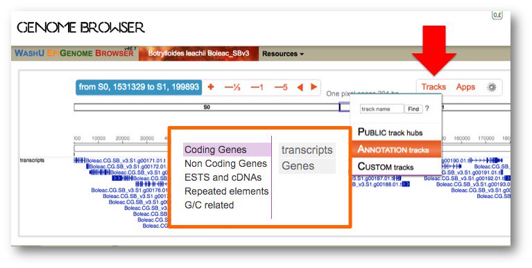 Aniseed_DB's tweet photo. Did you notice the different annotation tracks available for #Botrylloidesleachii on the #Washu #GenomeBrowser ? In addition to the #Genome, you can access #Transcripts, #Coding, #NonCoding #Genes, ESTs and #cDNAS and #RepeatedElements ! https://t.co/VqPUZWkR6P #TunicateCommunity https://t.co/Jvx7Xtkixb
