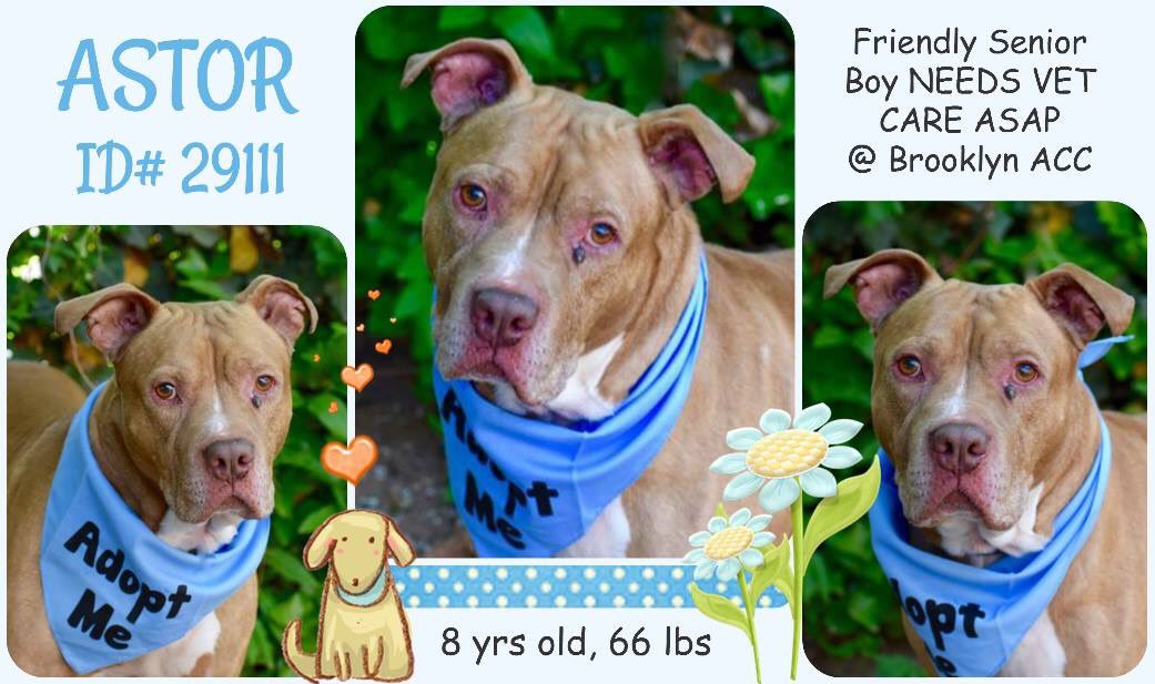 nasrene41's tweet photo. SENIOR #ASTOR HAS SOME MEDICAL ISSUES BUT #NYCACC WOULD RATHER CONDEMN HIM TO DEATH!
#RESCUEDOGS #FOREVERHOME #FOSTER #ADOPT #SENIORDOGSROCK #SAVEALIFE #EndBSL #GetYourRescueOn #RescueIsTheWayToGo #HumaneNY #SaveASTOR
https://t.co/iRseoxhjF4 https://t.co/TEVaBdCOpq