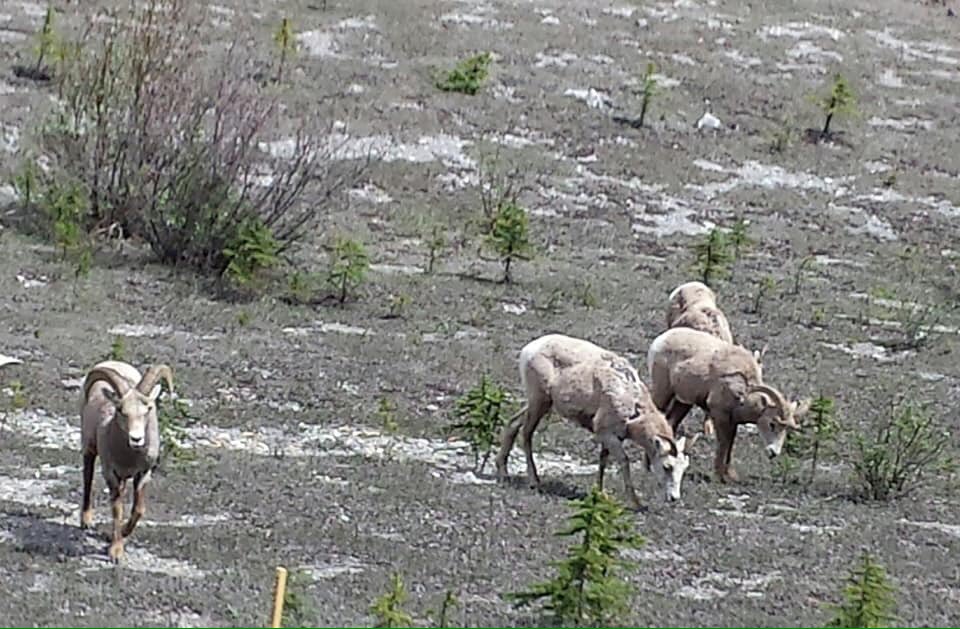 imcfarland's tweet photo. Checking out livestock in Canada https://t.co/BZ8oMF22aA