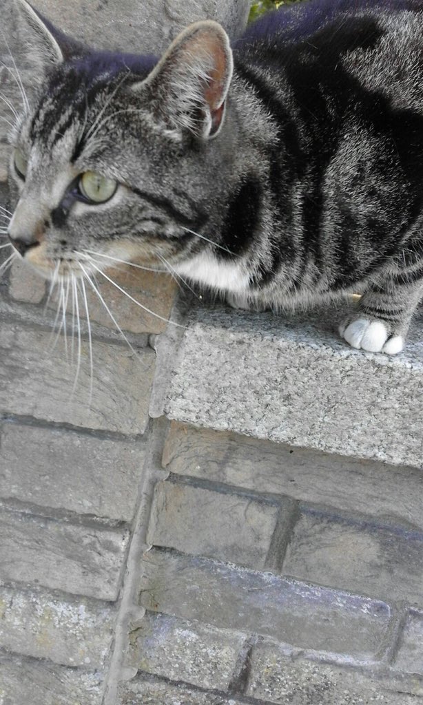 annswalsh's tweet photo. @lostfoundpets Hi  just saw this young cat in marlay view opposite the church and girls school on Ballinteer Ave. Would it be your one? https://t.co/wF49FDvwtQ