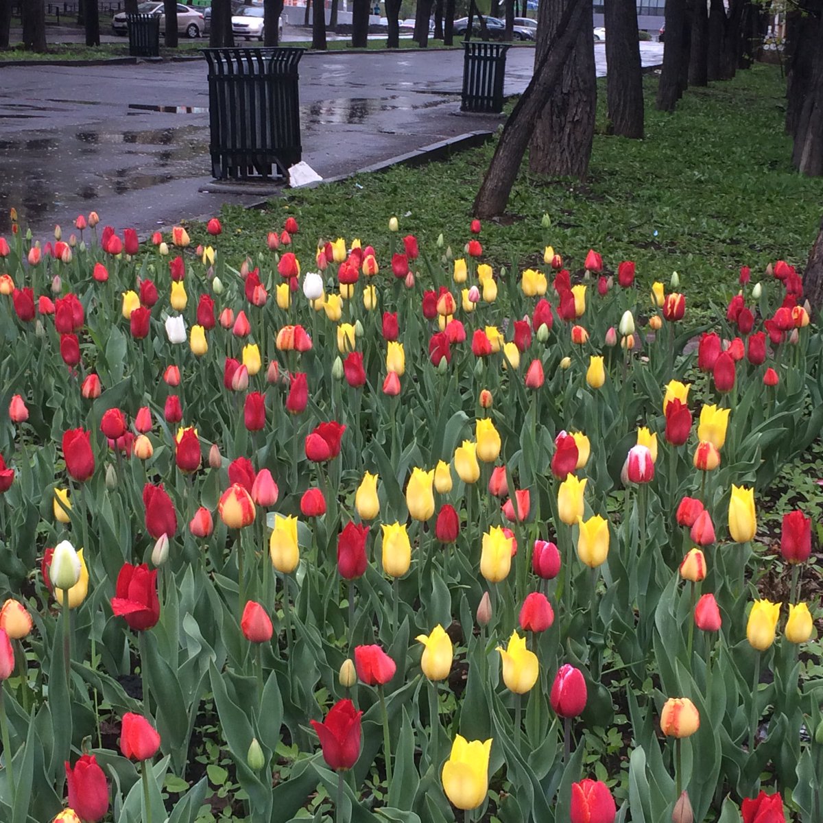 SADQNKK's tweet photo. Подарите тюльпанов 
Они такие красивые https://t.co/9kYaIJiTDu