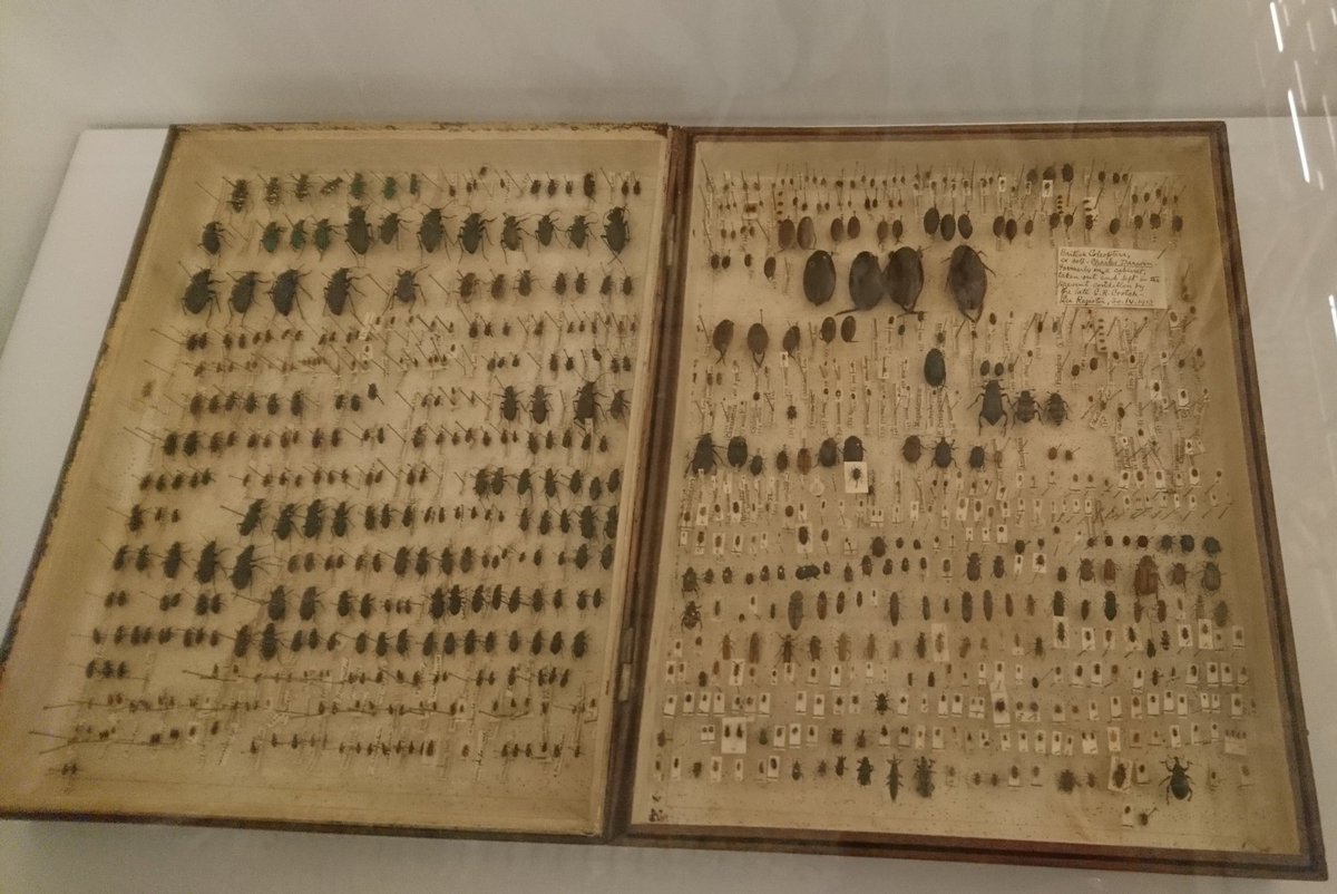 I_Cavadino's tweet photo. Wonderful to show my parents around @ZoologyMuseum. They loved it! My mum's only criticism: "Darwin has very spidery and tiny handwriting and didn't label all his beetles properly" 🙈 😂 #beetlebox #Darwin #museums https://t.co/axrmgYh0RN