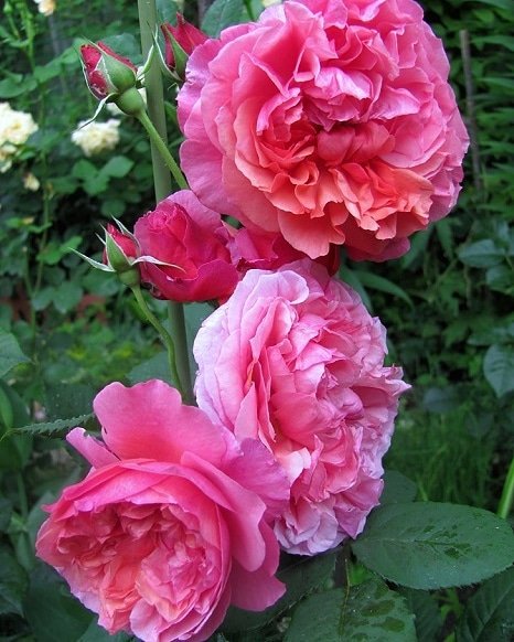 LADUREE - košs akcents, neparastas krāsas pildīti, smaržīgi ziedi. Pieejama medrozes.lv