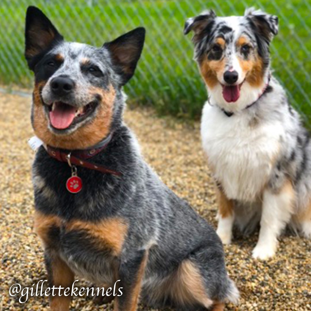 Gillette Kennels (gillettekennel) Twitter