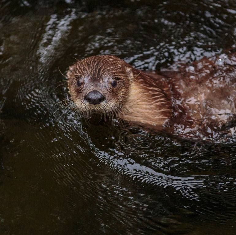 SeaLifeOban's tweet photo. Today is #WorldOtterDay!

To celebrate the IOSF World Otter Day we'll be offering discounted otter adoptions all this week for just £15! 
Our lovely otter - Lewis will also be receiving a special celebratory treat during today's otter feed at 3pm. https://t.co/rslq9URcHX