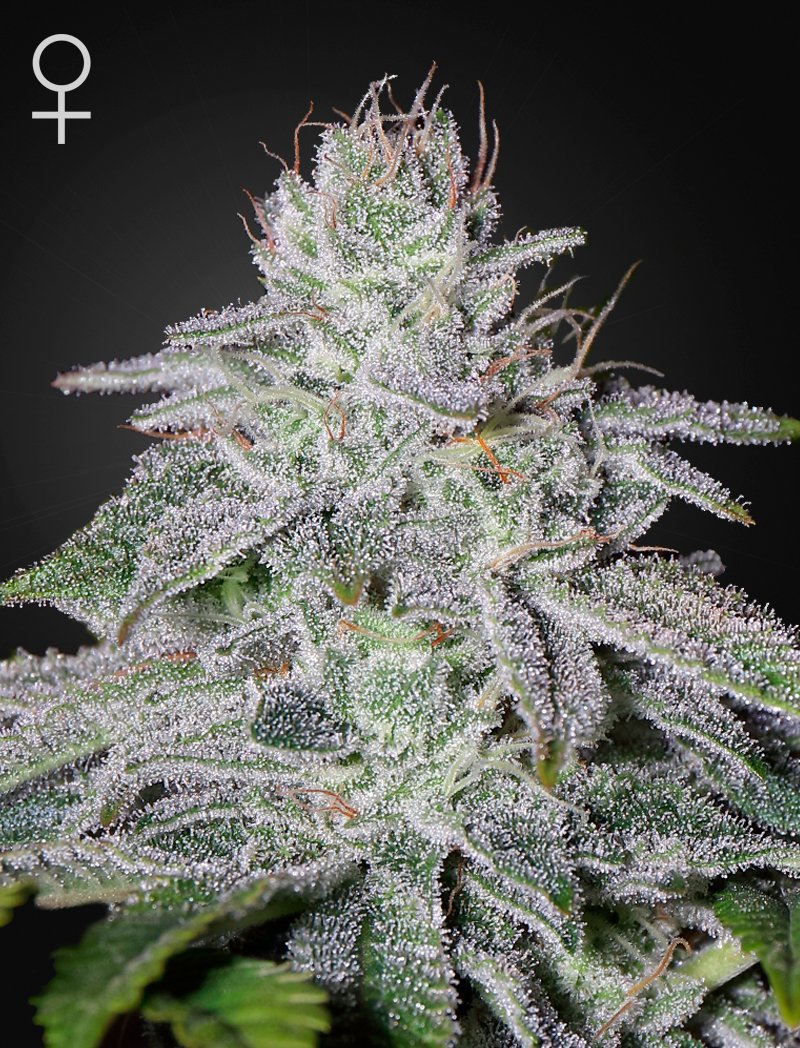 laHuertaGrow's tweet photo. 🍋🧀¿Todavía no has probado la variedad FRANCO'S LEMON CHEESE (Super Lemon Haze x Exodus Cheese) de Green House Seeds? Toda una delícia calada tras calada ! @laHuertaGrow 🍋🧀 #lahuertagrowshop #francoloja #lemoncheese #greenhouseseeds #weed https://t.co/RJ21ckohkN