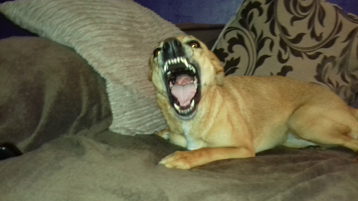 honeybun667's tweet photo. YEAH!!!! Guess who was actually panting at hydrotherapy this week? First time in three years. Ooh she did work me hard. @ShygirliClone @Biddybt @owa_bob @BonniedaWestie @lucy_bunnies https://t.co/gEgRhiWIVH