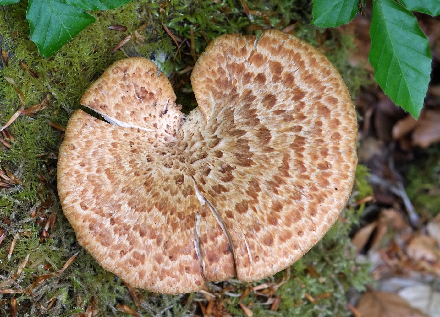 Bolet de soca de noguer (Cerioporus squamosus)