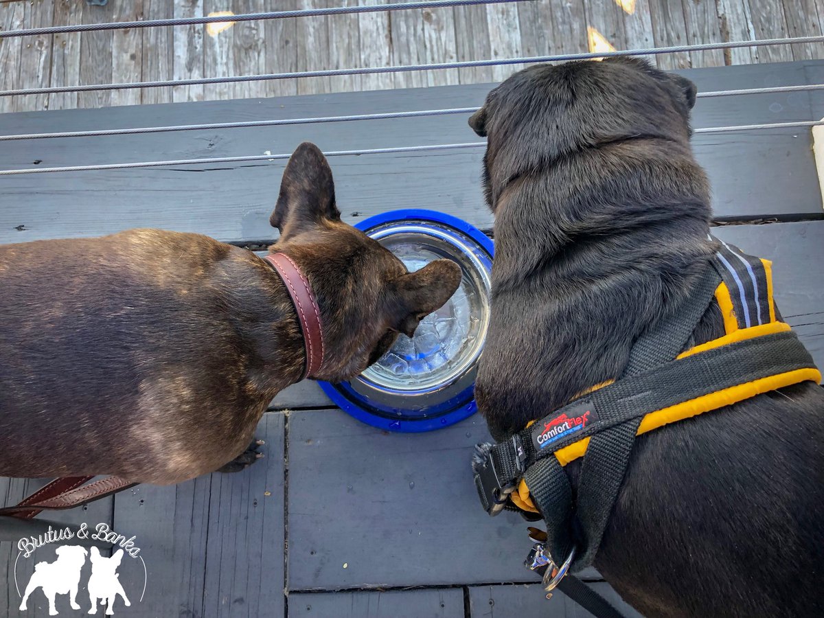 BrutusandBanks's tweet photo. After our cruise we enjoyed ice water with a view at our favorite dog friendly restaurant with a view in East Greenwich, @BLUonthewater! #BrutusandBanksVisitRhodeIsland #401Love #MyRIStory #DiscoverRI #VisitRhodeIsland #TheOceanState #NewEngland #TravelingPups https://t.co/MEgpuZligv