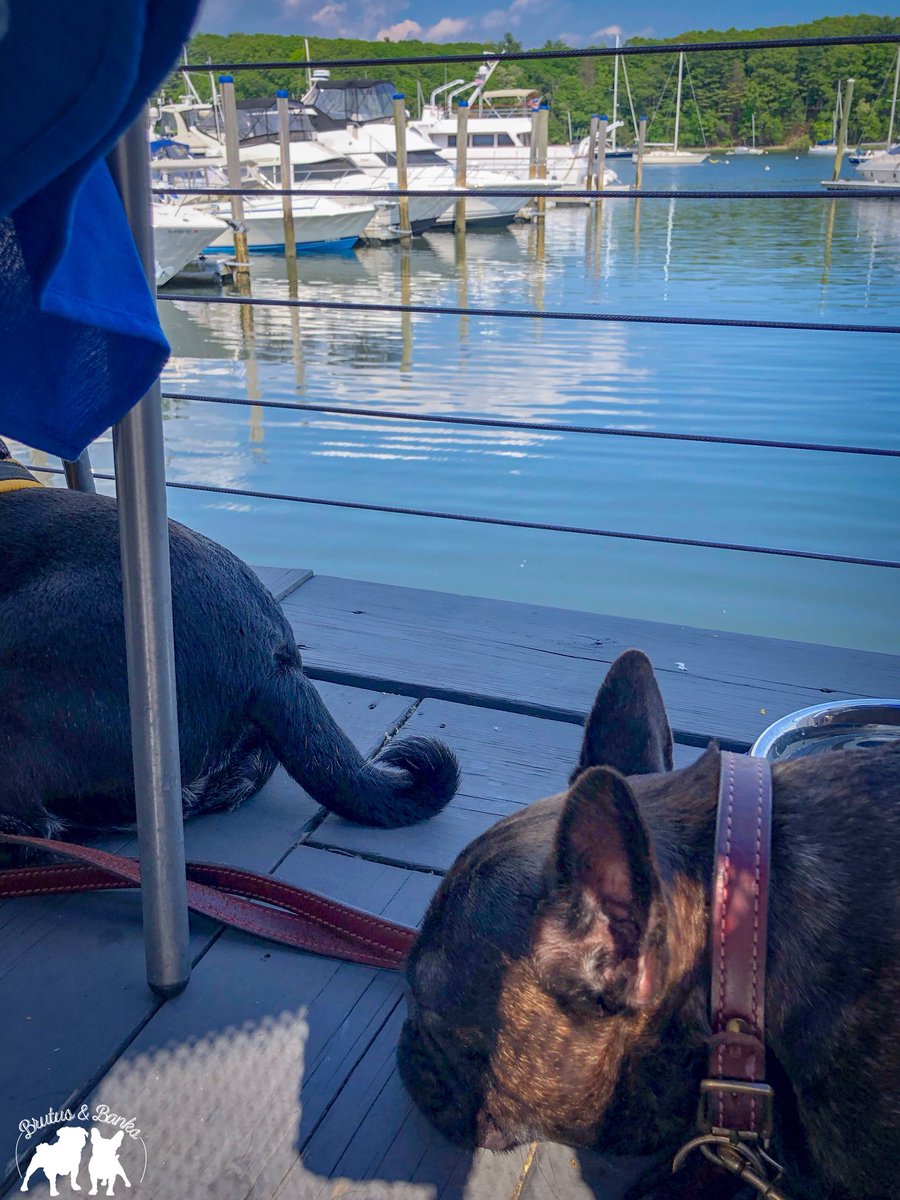 BrutusandBanks's tweet photo. After our cruise we enjoyed ice water with a view at our favorite dog friendly restaurant with a view in East Greenwich, @BLUonthewater! #BrutusandBanksVisitRhodeIsland #401Love #MyRIStory #DiscoverRI #VisitRhodeIsland #TheOceanState #NewEngland #TravelingPups https://t.co/MEgpuZligv