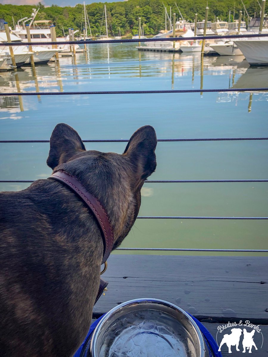 BrutusandBanks's tweet photo. After our cruise we enjoyed ice water with a view at our favorite dog friendly restaurant with a view in East Greenwich, @BLUonthewater! #BrutusandBanksVisitRhodeIsland #401Love #MyRIStory #DiscoverRI #VisitRhodeIsland #TheOceanState #NewEngland #TravelingPups https://t.co/MEgpuZligv