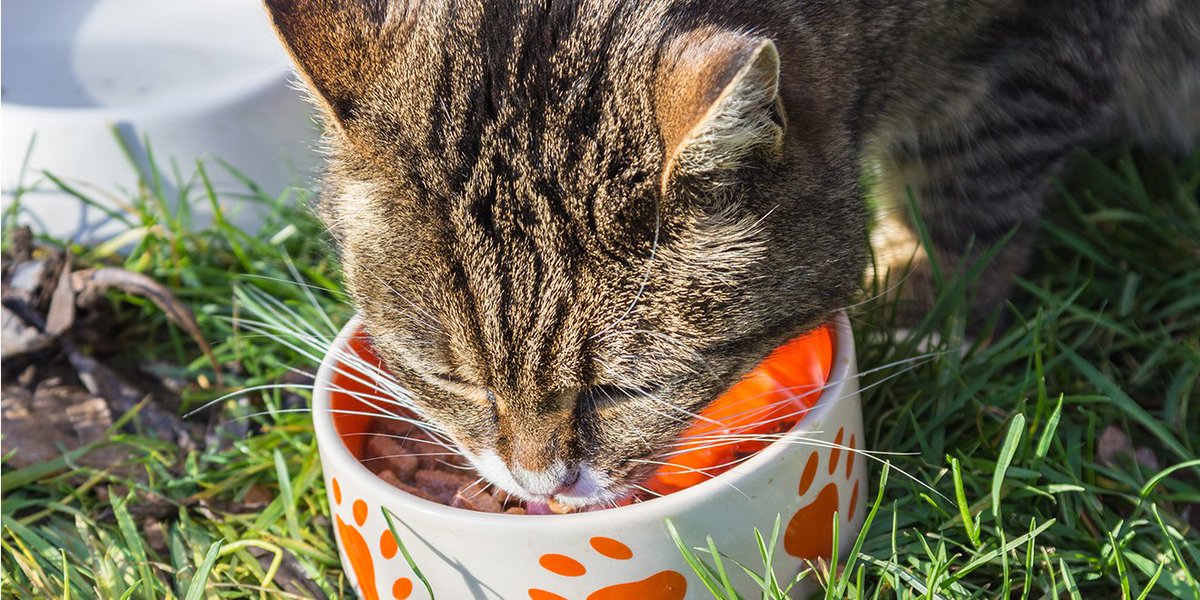 uspetfood's tweet photo. What makes cats different from #dogs? #Cats have unique nutritional needs, such as requiring higher dietary #protein than #dogs. https://t.co/3R5NFbVV5r https://t.co/KpUWsMvd9o