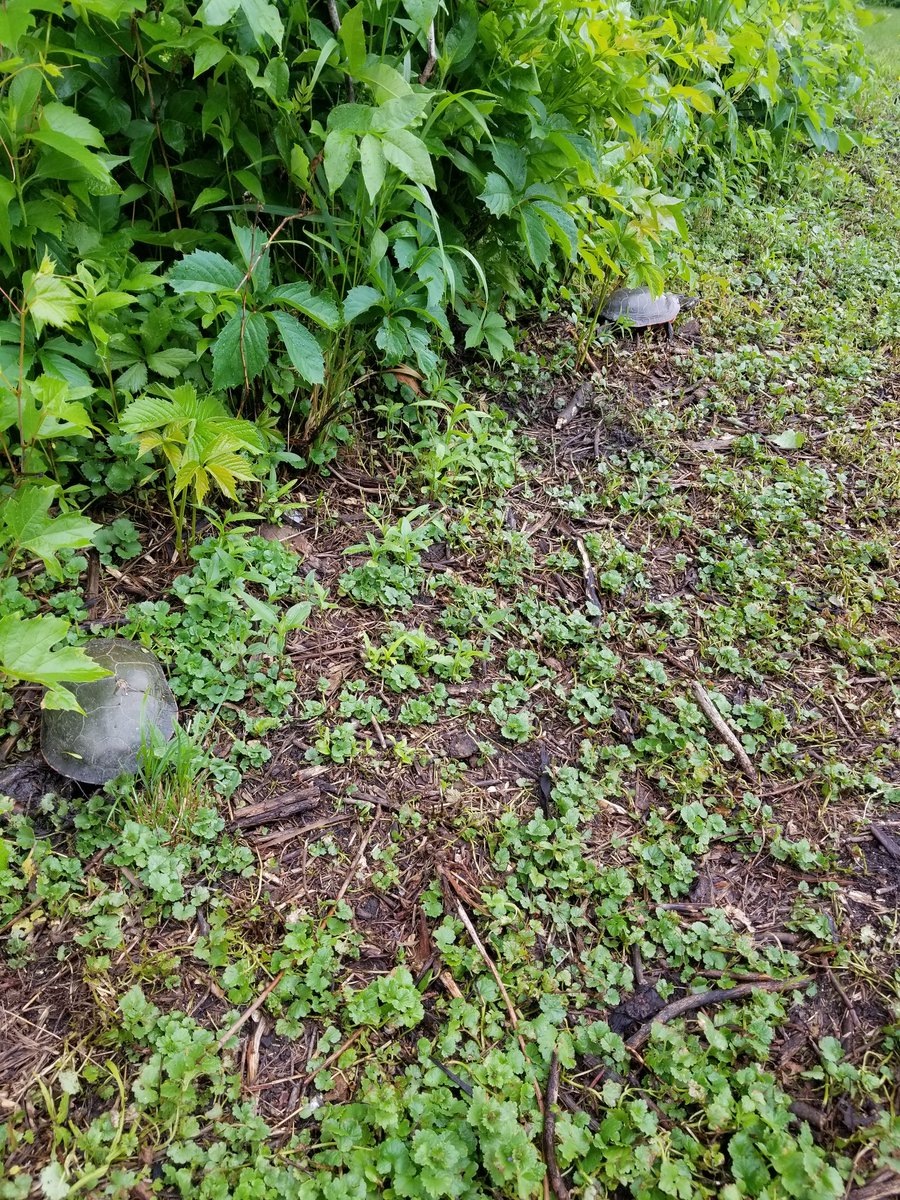 Hartmanreserve's tweet photo. It's a great day for wildlife! These ladies are looking for a great place to lay their eggs! #turtle https://t.co/uPm7iq3BWB