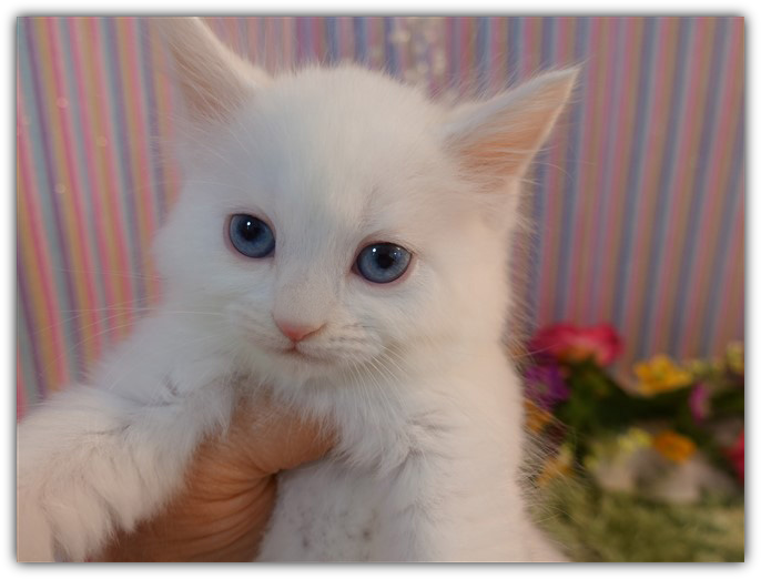 LuvinThaDonald's tweet photo. Introducing our newest family members, Olaf and Frosty. They are brothers. Non standard Napoleons. Both are deaf. It happens with 10% if white kittens w/blue eyes. We love them already! #cats #kittens #love https://t.co/KM8MX47lrF